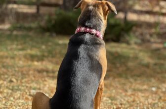 When Love Meant Letting Murphy Go — Dogster