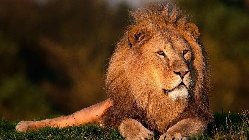lion in the jungle