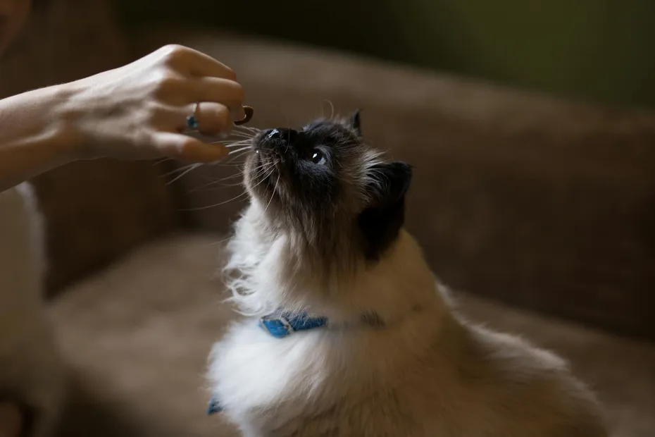 Himalayan cat sniffing a treat from their owners hand