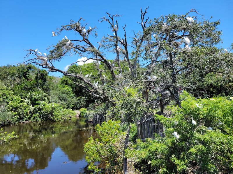A Bird Rookery Buzzing With Nesting Season