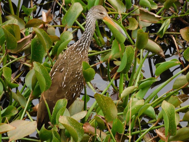 A Birder's Hidden Paradise