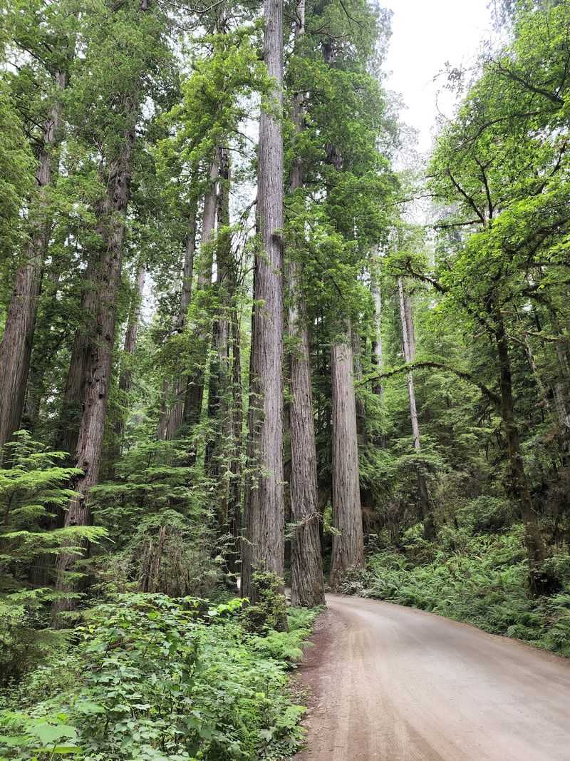 A Ten-Mile Ribbon in Redwood Country A Ten-Mile Ribbon in Redwood Country