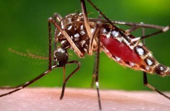 Florida confirms death from dengue fever as state battles outbreak