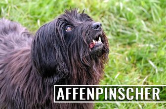 Affenpinscher Dog Breed Information & Characteristics