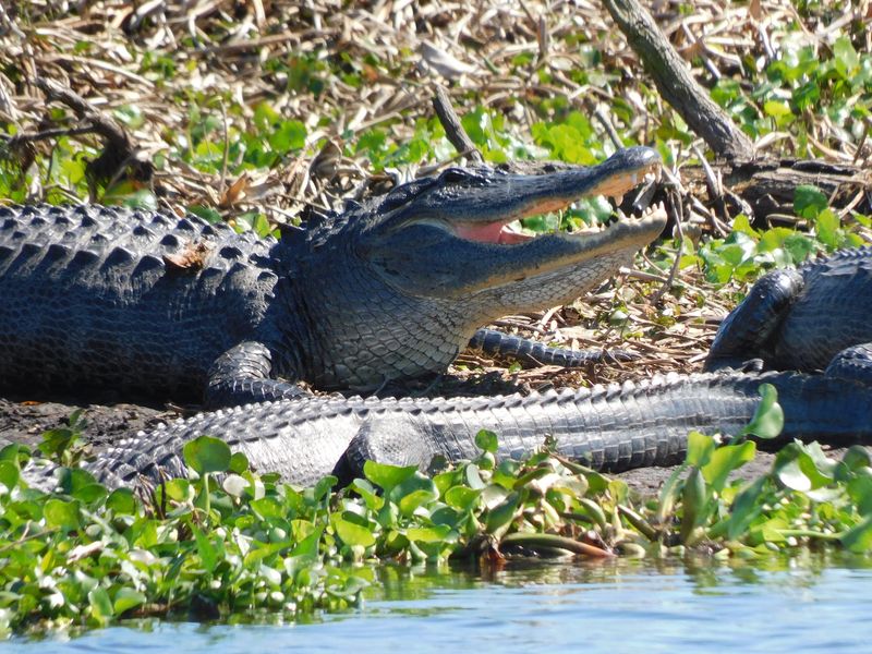 Alligators by the Hundreds