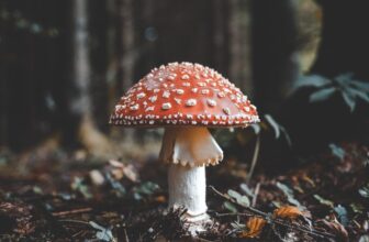 Amanita Muscaria 101 | A Guide to Legal Legal Psychedelics