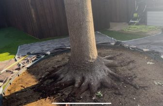 Artificial Turf Suffocating Red Oak Roots | Soil Aeration in Fort Worth, Texas