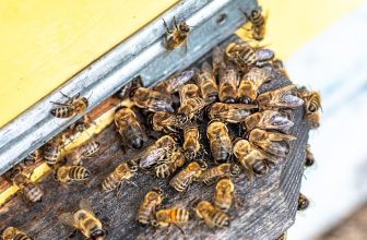 What Pheromone Residue Factors Must Be Addressed During Bee Removal to Reduce the Risk of Future Colony Reoccupation?