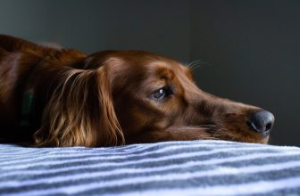 Best CBD Oil for Dog Seizures of 2026 [#5 favorites]