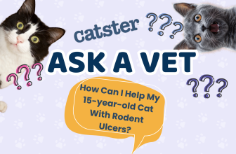 Ask Dr. Paola – HELP! How Can I Help My 15-year-old Cat With Rodent Ulcers? (September 7, 2026) — Catster