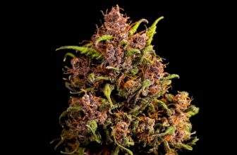 Best CBD Flower of 2026 [Top 5 Strains and 7 Brands]