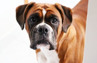 Can Dogs Overdose on CBD?