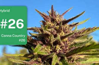 Canna Country #26: The Ocimene Queen