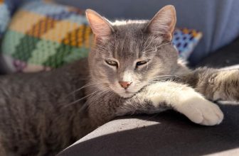 How to Keep Your Cat Healthy Through Every Season