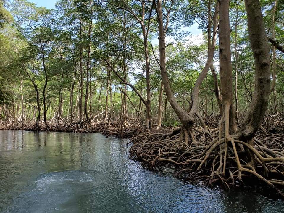 The biggest mistake to avoid when visiting Samana is not to explore the mangroves found at Los Haitises National Park