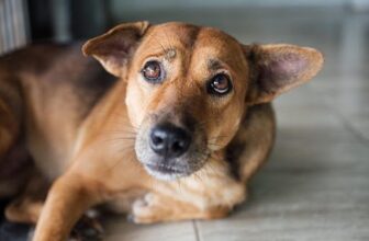 Dog Behavior Change After Vaccination – How to Handle a Vaccine Reaction