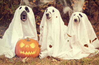 39 Best Dog Halloween Costumes for 2026