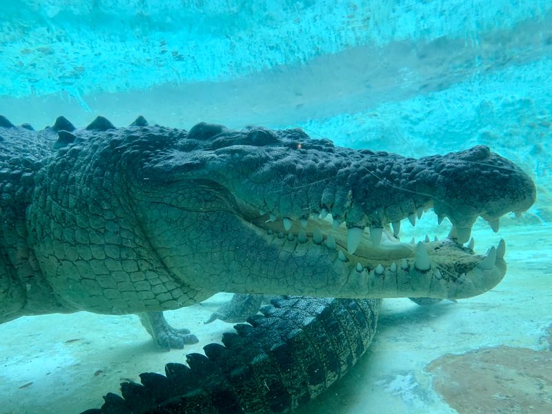 Every Crocodilian Species Under One Roof