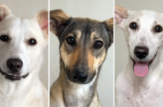 You can now adopt these dogs in Dubai from K9 Friends