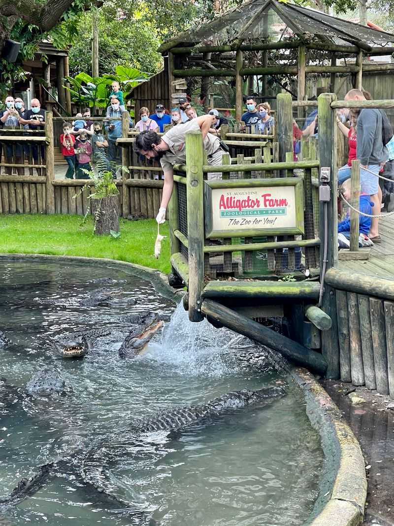 Feeding Time on the Gator Dock