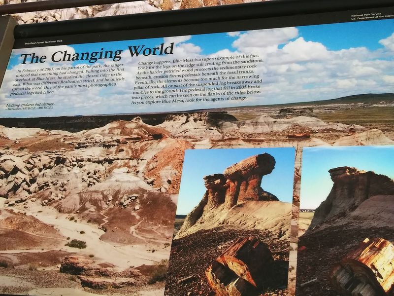 Fossils Beyond The Famous Logs