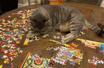 Redefining Physics With The Laws of Thermo-CAT-namics — Catster