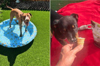 These Shelter Dogs Beat the Heat Thanks to Our Hero VIP Club Members