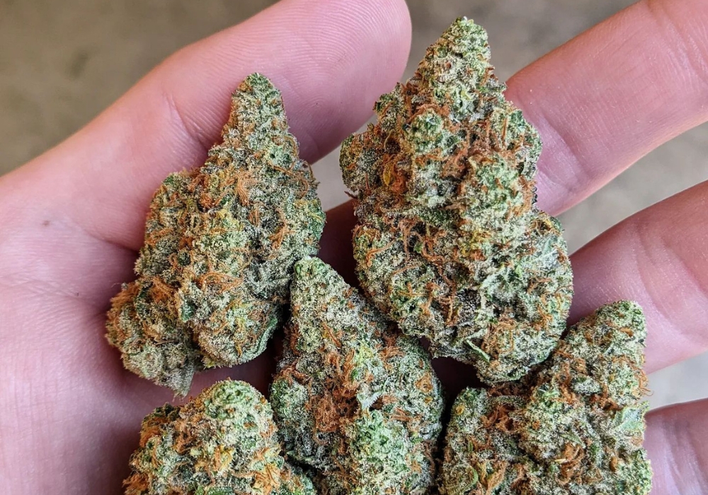 Green Unicorn Farms flower