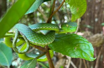 Visiting Khao Yai National Park in Thailand