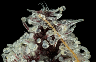 High Times Strains of the Month: September 2026