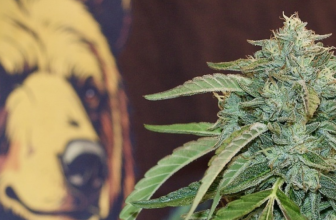 The Best Flower I Got This Month Is Going Into the Freezer Without Being Smoked