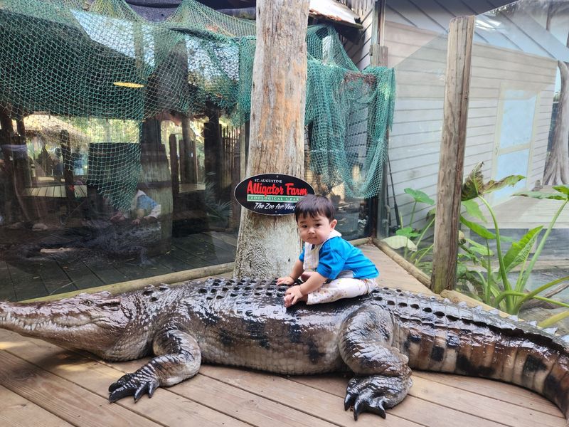 Hold a Baby Gator for the Camera