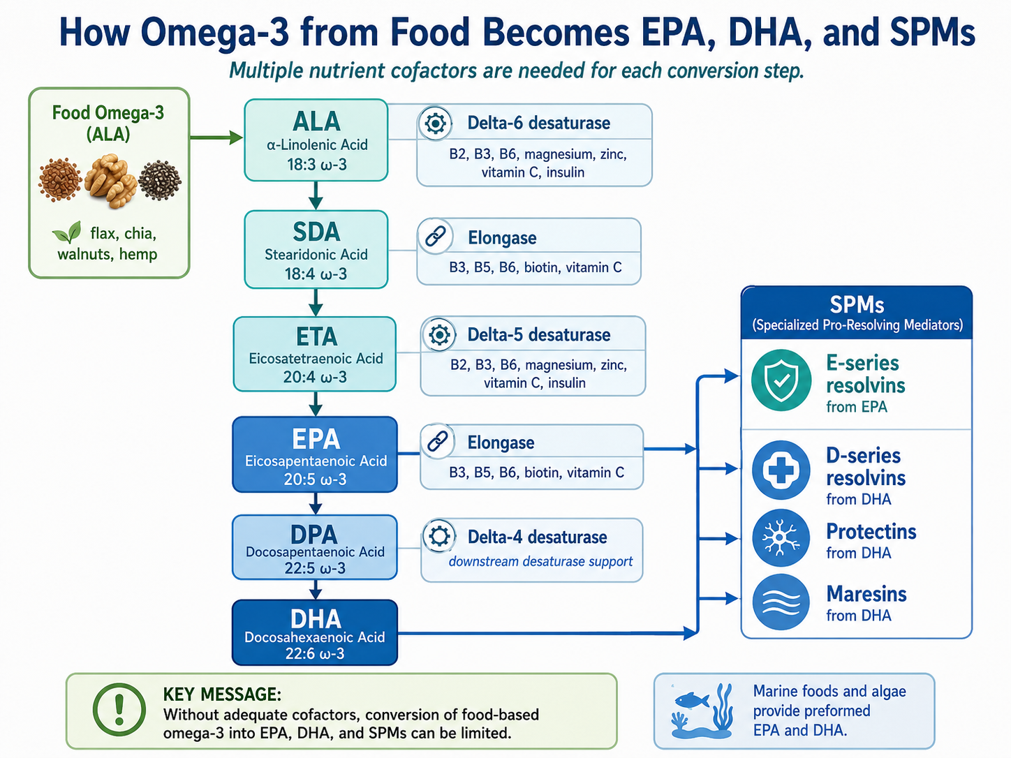 Plant based Omega 3 for increasing SPMs