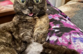 How One Tiny Tortie Turned a Dog Person Into the Ultimate Cat Lady — Catster