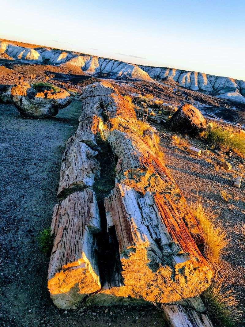 How Wood Became Stone