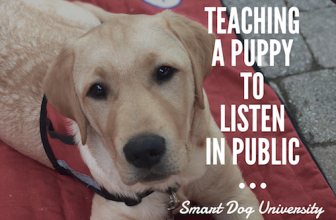 Teaching a Puppy to Listen in Public