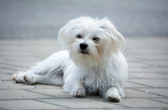 6 Remedies & Supplements For Your Maltese’s Diarrhea, Gas, Vomiting, or Upset Stomach