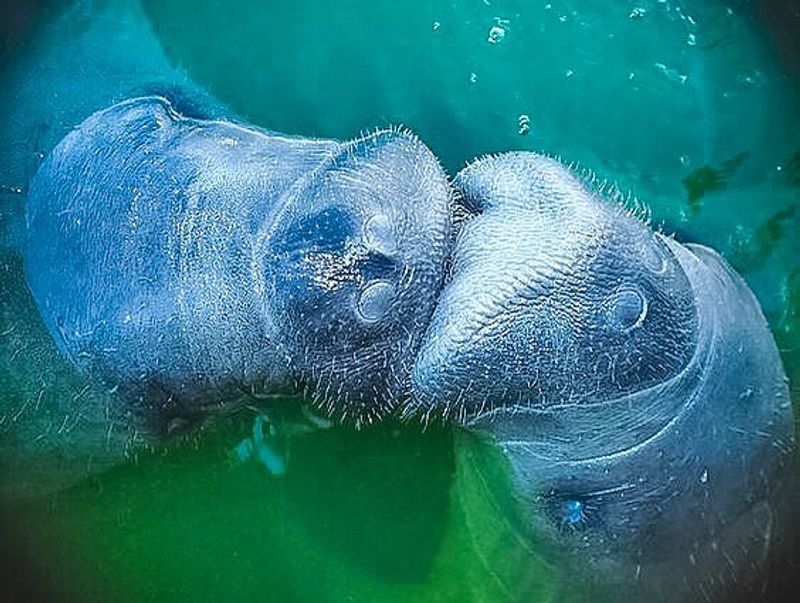 Manatees, Dolphins, and Surprise Wildlife