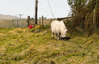 It’s Blowing a Hoolie | My Shetland