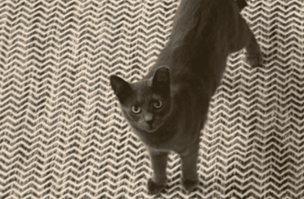 weekend open thread – September 19-20, 2026