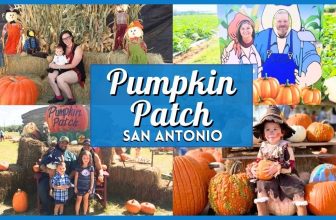 Pumpkin Patch San Antonio 2026: Best Farms & Festivals