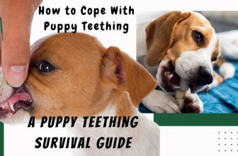 How to Cope With Puppy Teething