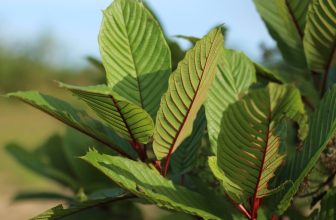 The Rainbow of Kratom | Properties of Each Colored Strain