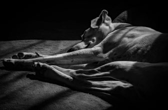 Poetry: “Because” by Sarah Wolfson