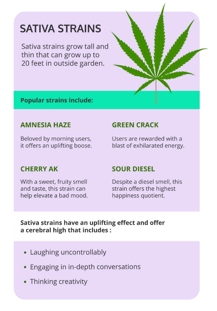 Sativa Strains Chart - Indica vs Sativa vs Hybrid: (mis)understanding cannabis terminology Sativa Strains Chart