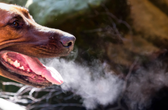 What Does Stinky Dog Breath Mean?
