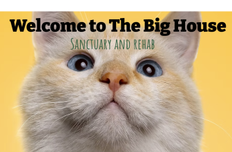 The World’s Only Sanctuary for Severely Overweight Cats: The Big House Sanctuary and Rehab