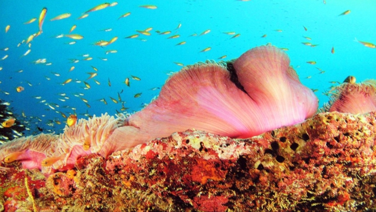 Live coral reef coverage around Lakshadweep islands