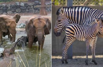 Sharjah Safari reopens with new animal encounters and tours