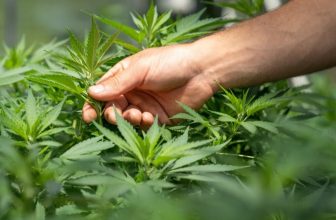 THC vs THCa | Understanding the Differences